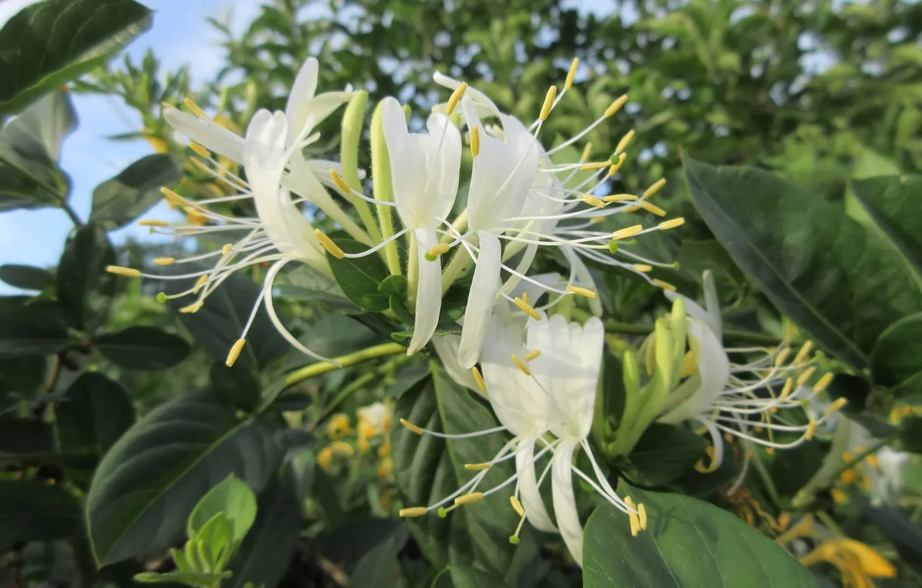 Фото обои цветы, кусты, Mamala ©, Лето 2018