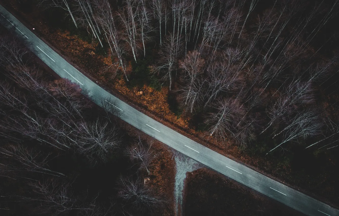 Фото обои дорога, осень, лес, вид сверху
