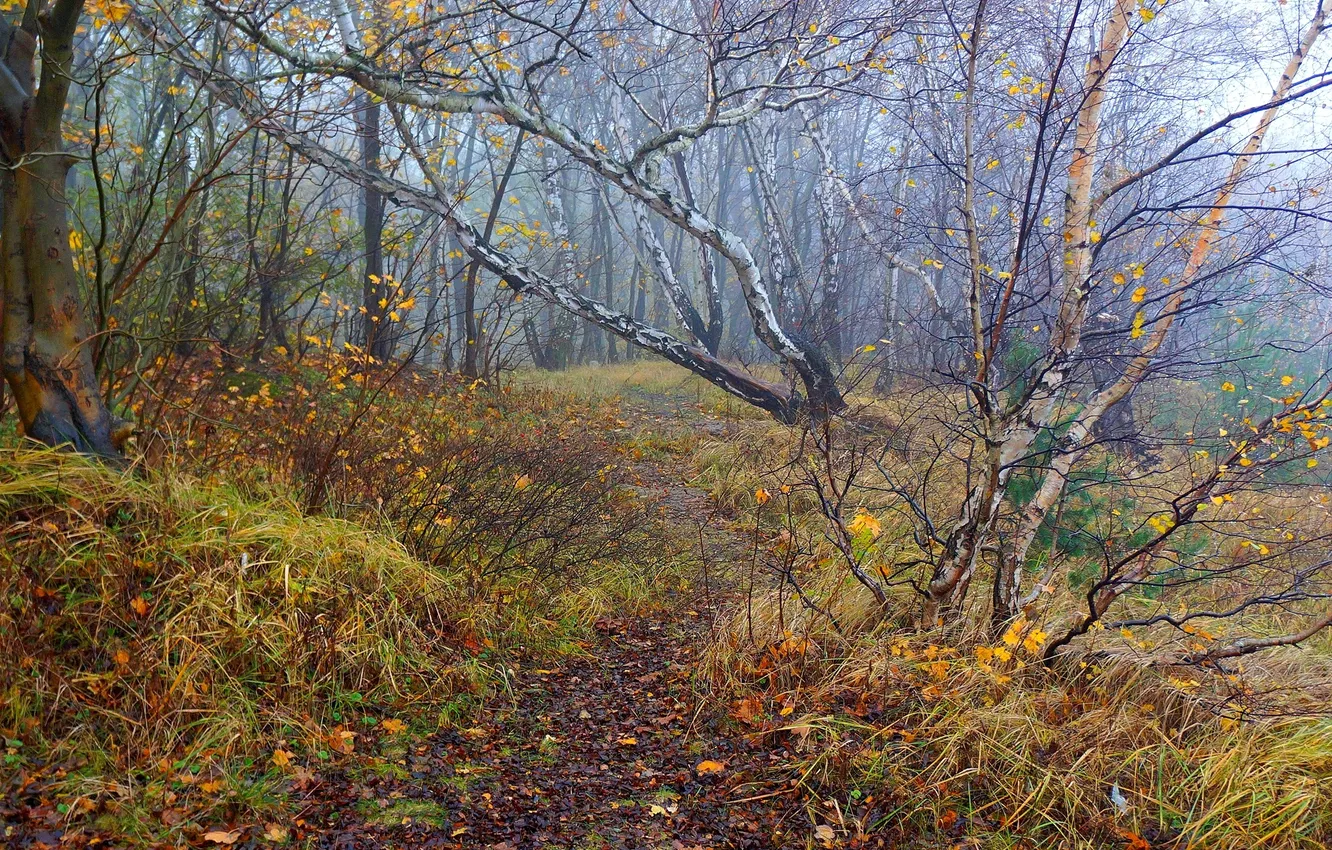 Фото обои forest, park, autumn, tree