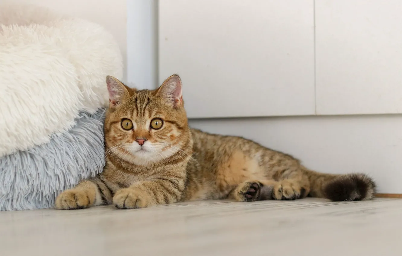 Фото обои пуфики, лежит на полу, полосатая кошка
