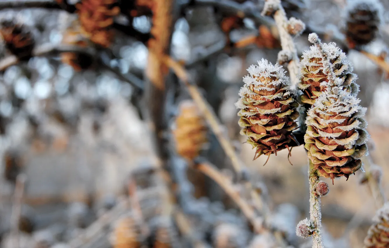 Фото обои зима, снег, ветки, природа, шишки, nature, 1920x1200, winter