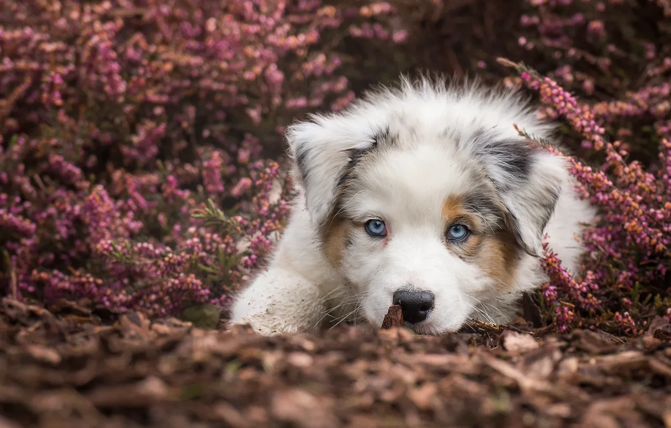 Фото обои взгляд, собака, щенок, голубые глаза, мордашка, пёсик, Австралийская овчарка, вереск