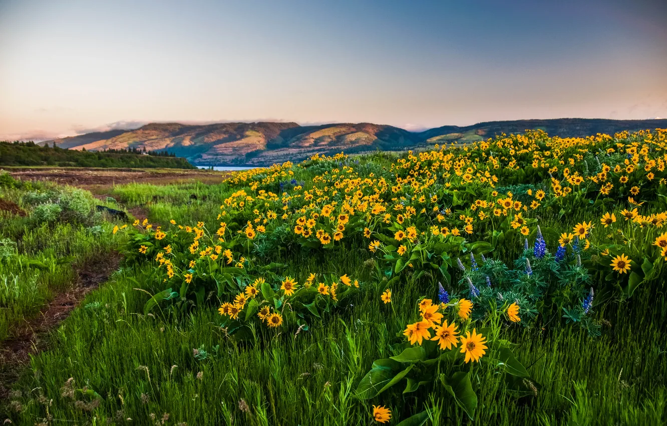 Фото обои цветы, Орегон, Oregon, Columbia, горы., gorge