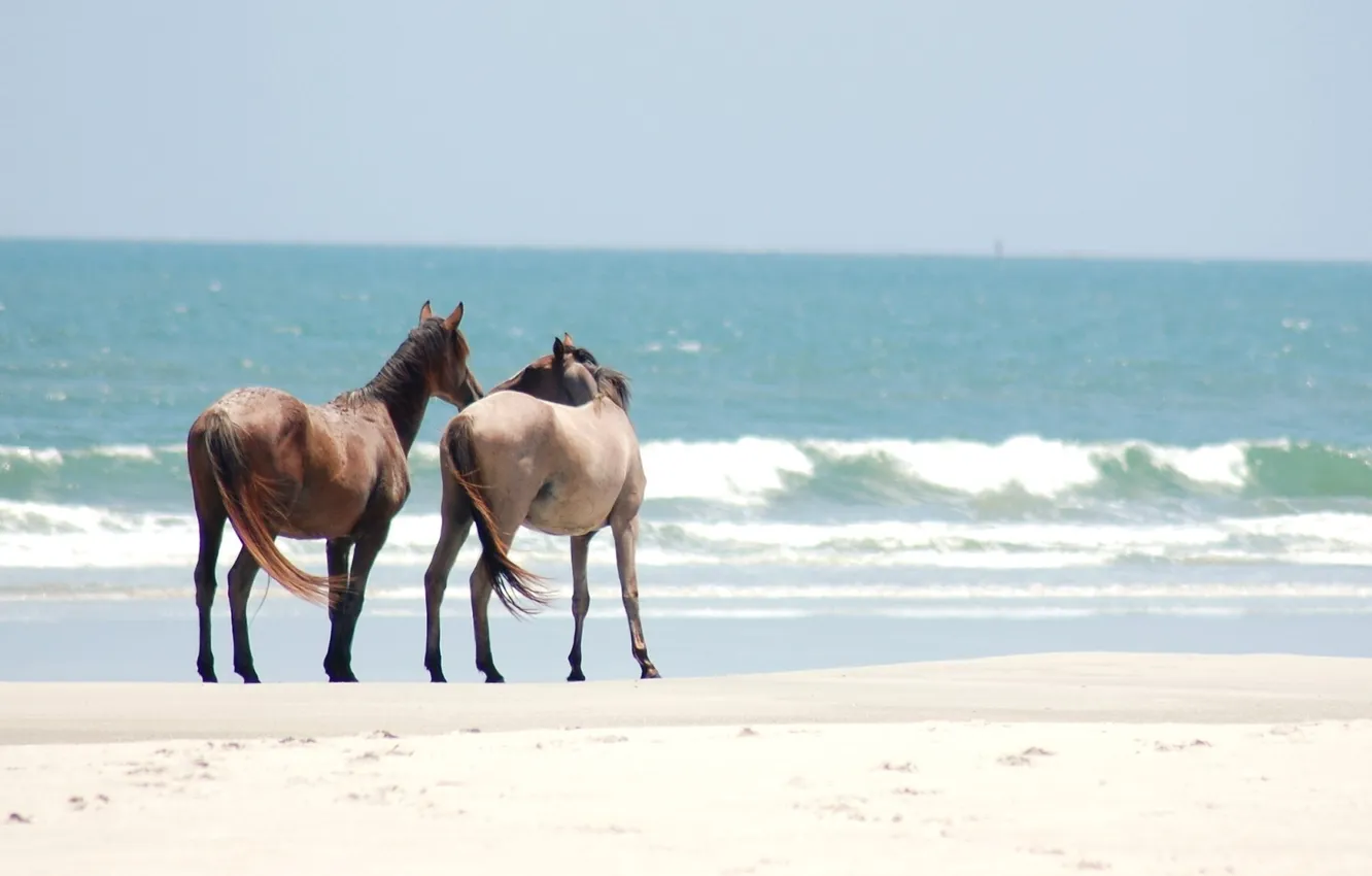 Фото обои песок, берег, лошади