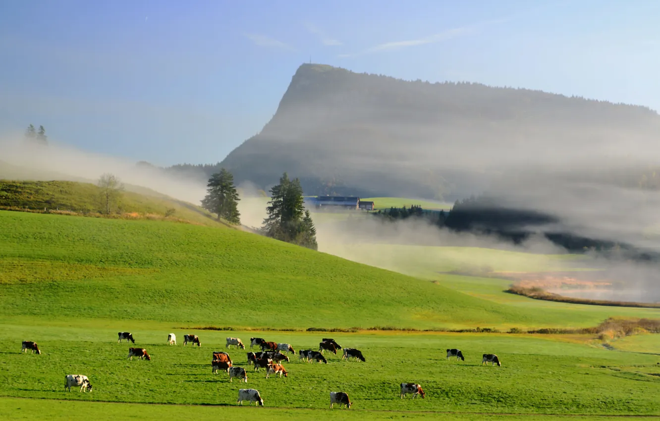 Фото обои небо, трава, горы, туман, коровы, луг