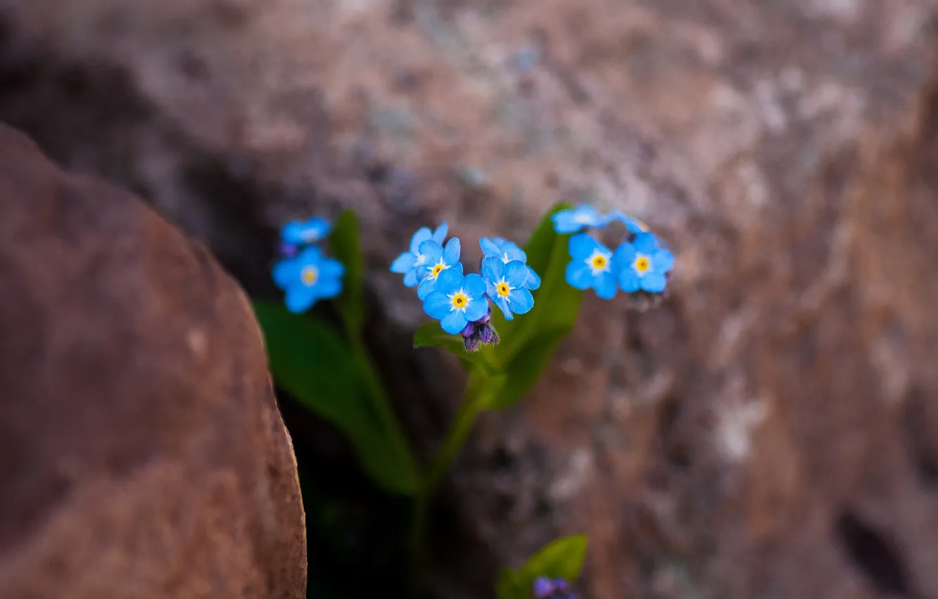 Фото обои цветы, камни, голубые, нежные, незабудки
