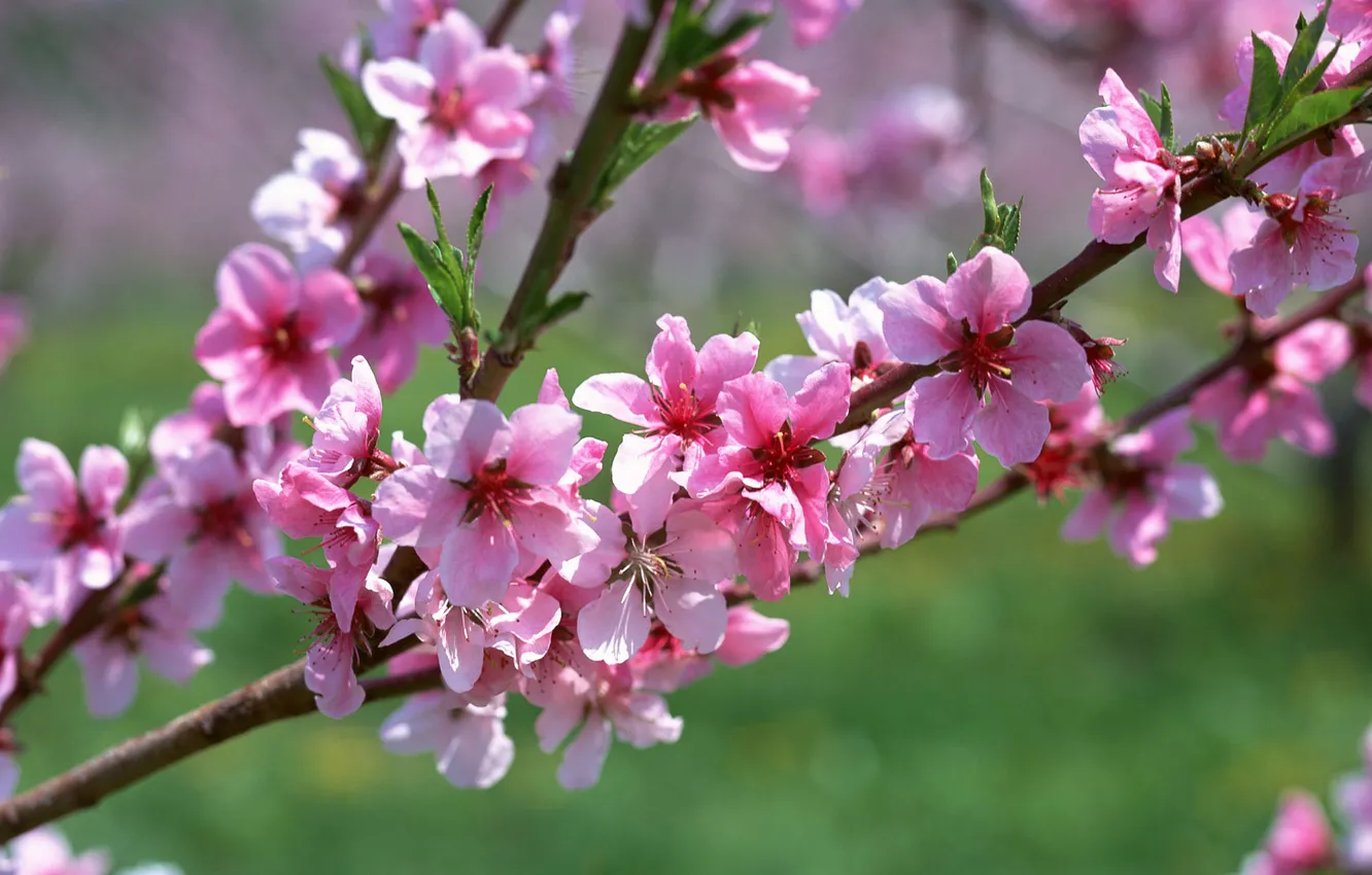 Фото обои макро, цветы, розовый, ветка, весна, абрикос