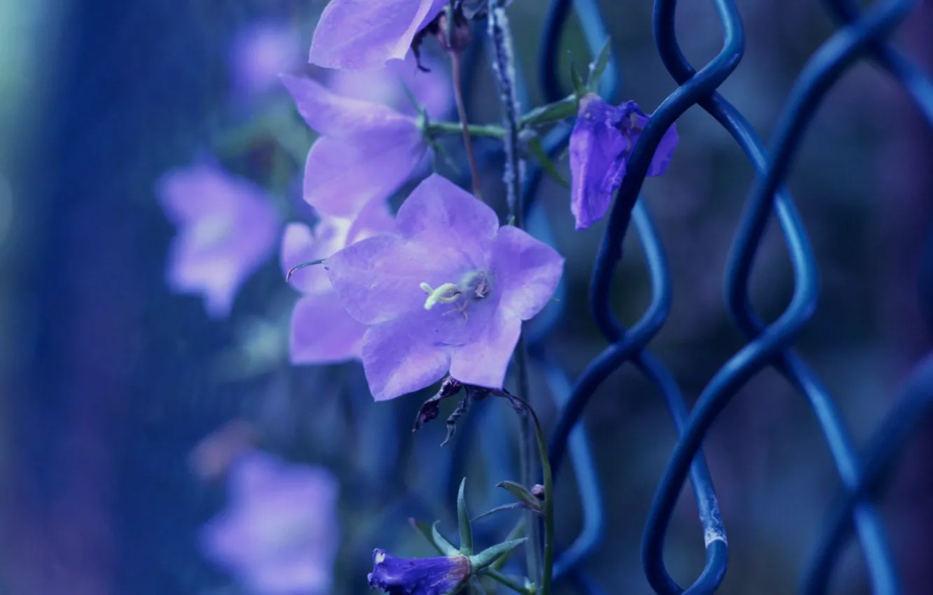 Фото обои фиолетовый, макро, цветы, фото, сетка, цвет, ограждение, колокольчики