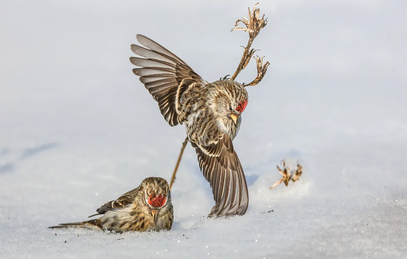Фото обои снег, птицы, крылья, парочка, Обыкновенная чечётка