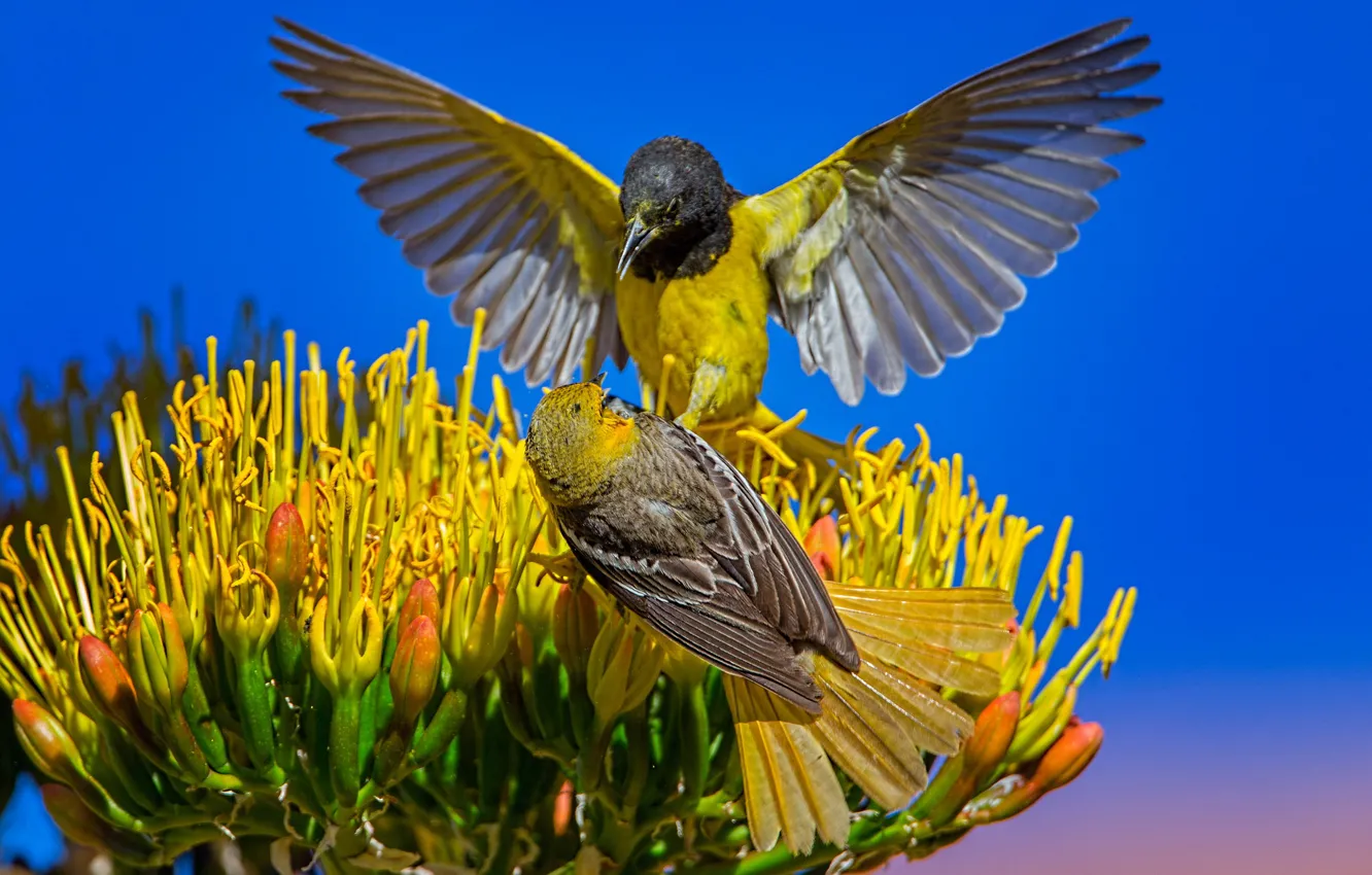 Фото обои цветок, небо, птицы, природа, пальмовый цветной трупиал, цветной трупиал Баллока