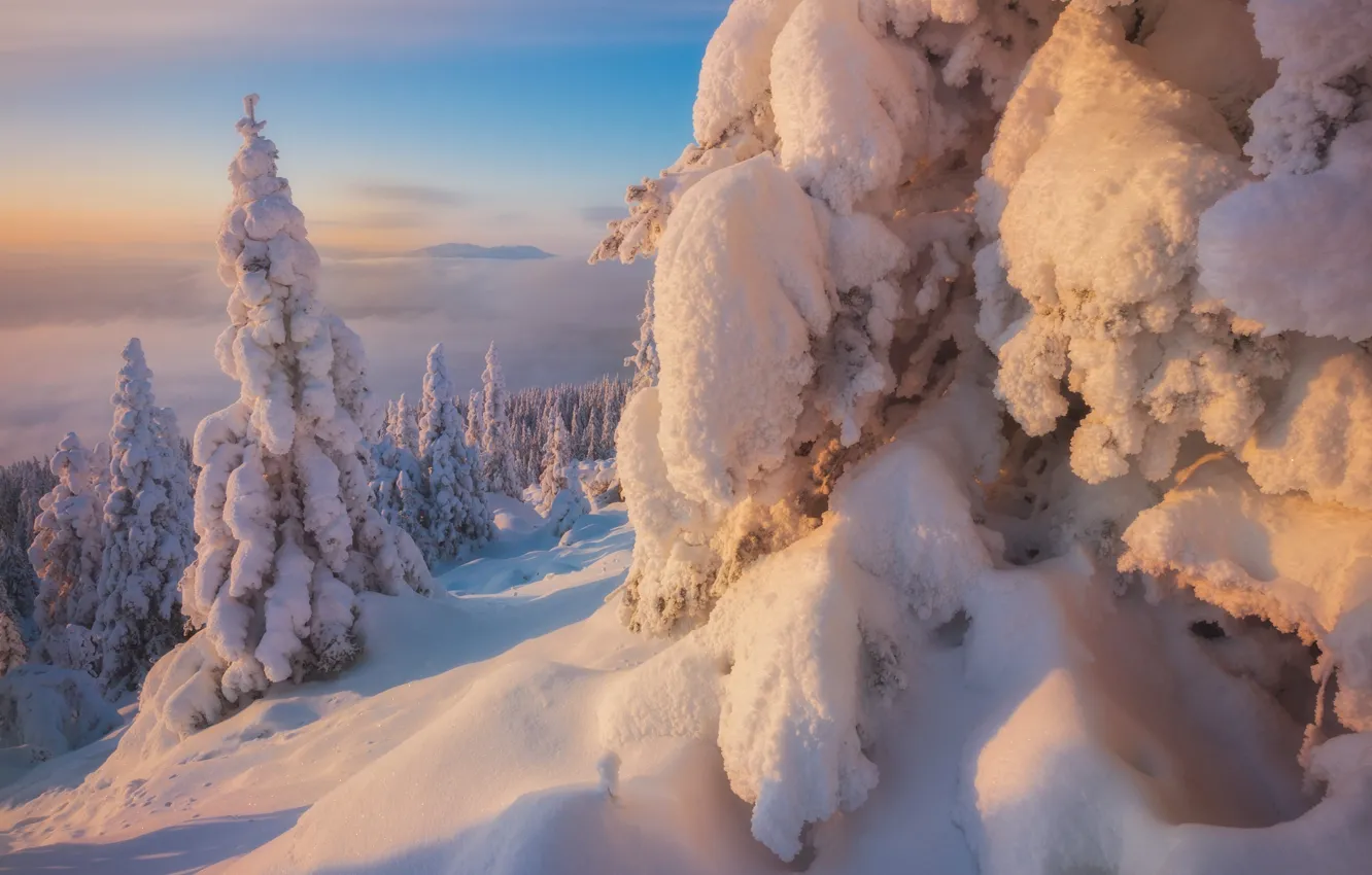 Фото обои зима, лес, снег, природа, ели