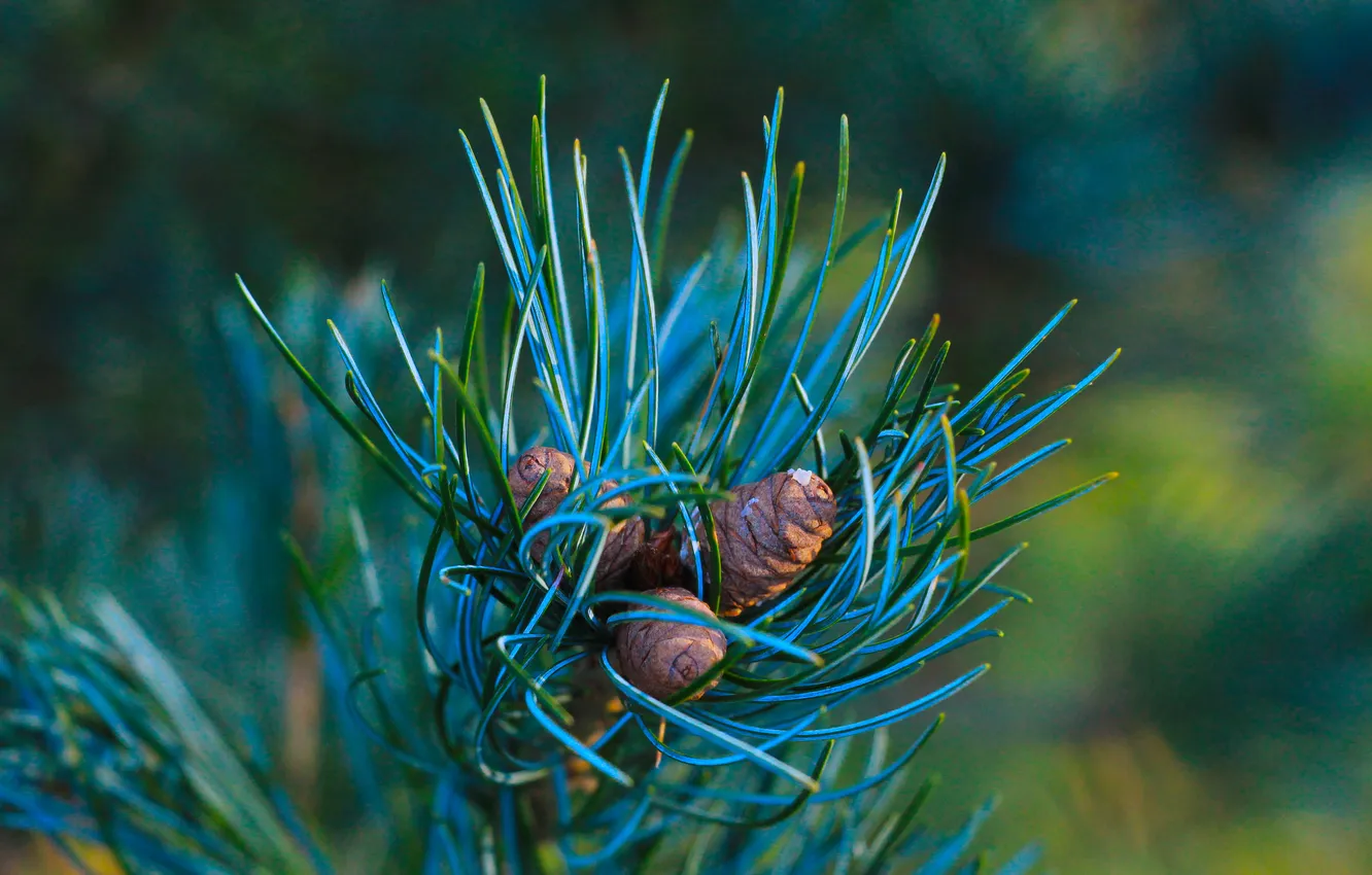 Фото обои pine, twig, cone