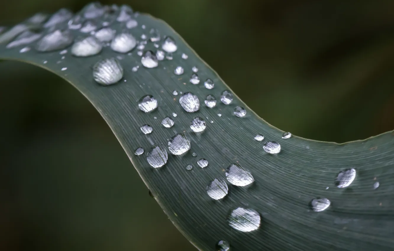Фото обои drops, leaf, dew