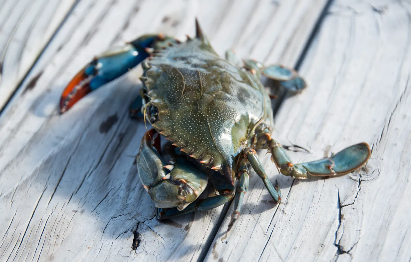 Фото обои exoskeleton, wood, crab, claws
