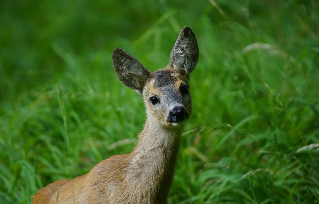 Фото обои grass, puppy, nature, animal, ears, Deer, muzzle