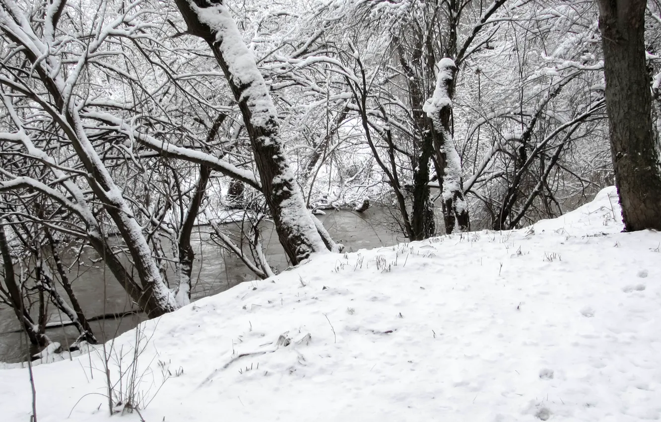 Фото обои forest, river, winter, snow, bulgaria