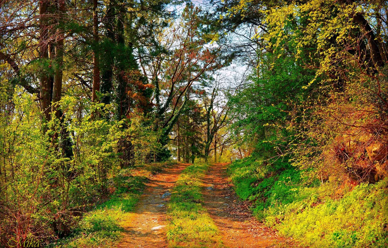 Фото обои Деревья, Лес, Тропа, Forest, Trees