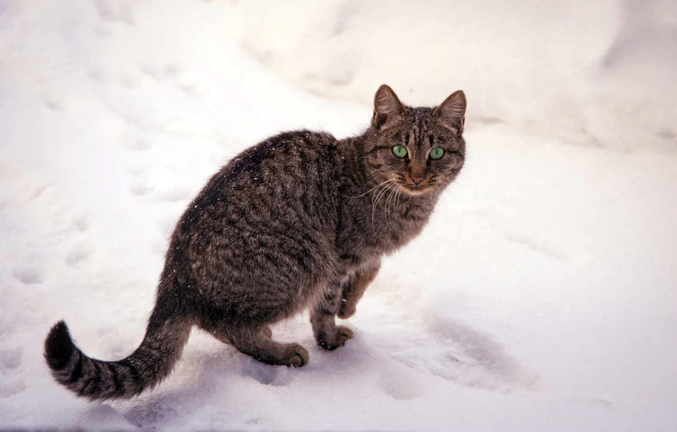 Фото обои зима, кошка, глаза, кот, снег, природа, зеленые, полосатая