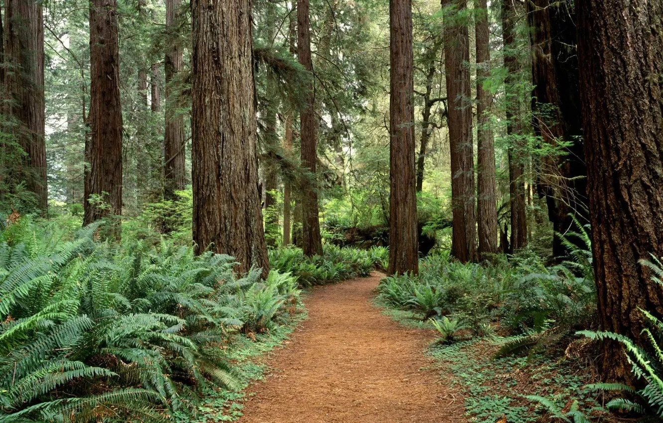 Фото обои лес, деревья, Washington
