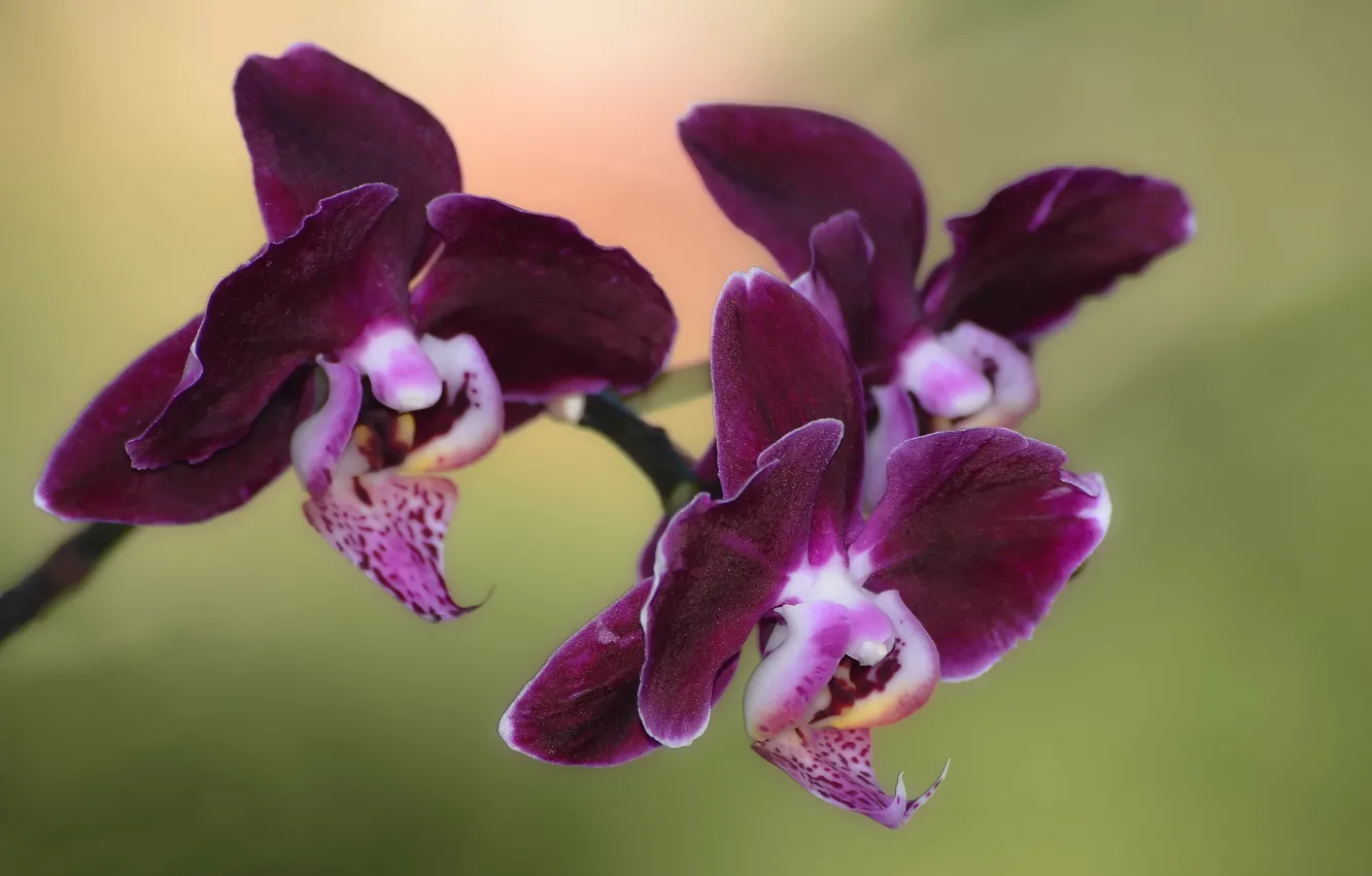 Фото обои веточка, орхидея, цветочное настроение