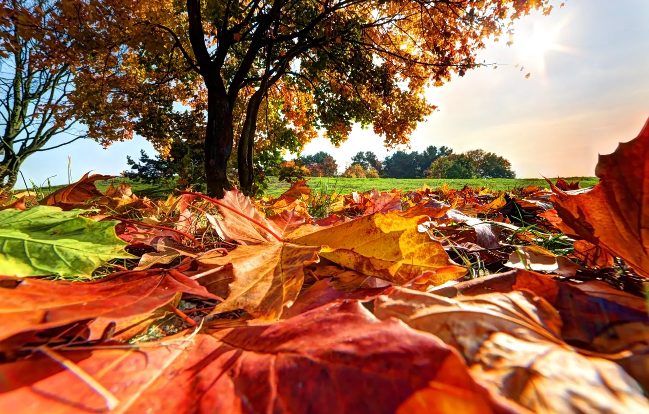 Фото обои осень, листья, деревья, парк, forest, landscape, park, autumn