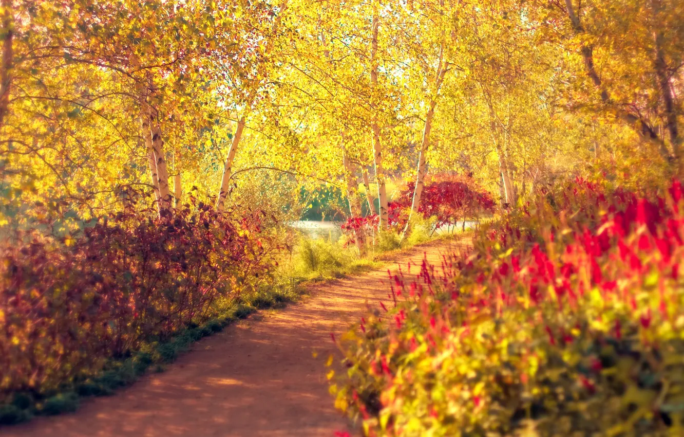 Фото обои осень, деревья, парк, дорожка, березы, тропинка, кусты