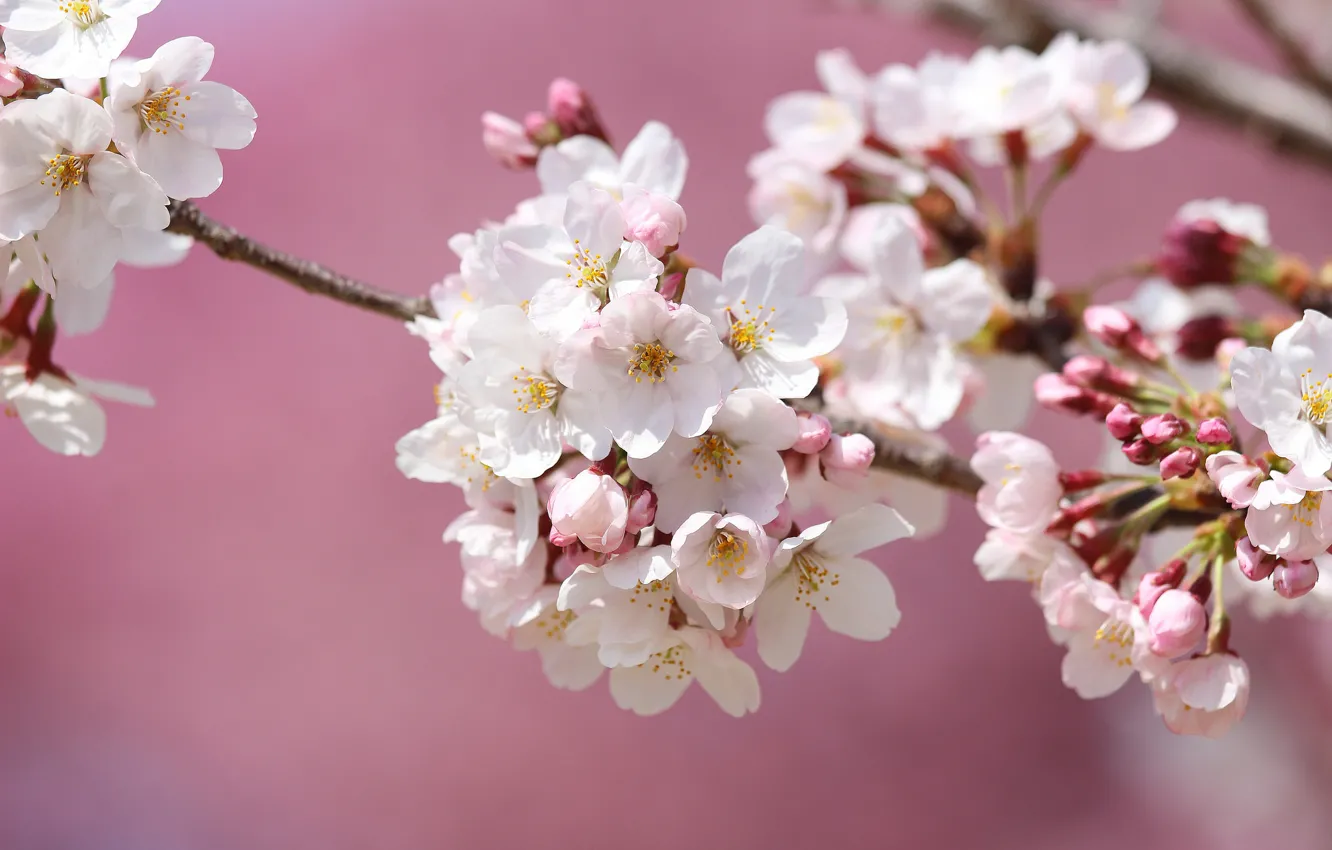 Фото обои макро, вишня, ветка, весна, сакура, цветение
