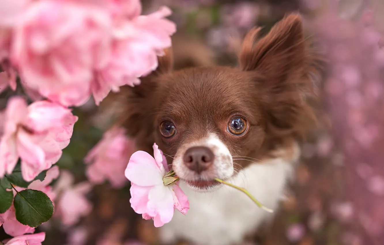 Фото обои цветок, взгляд, друг, собака