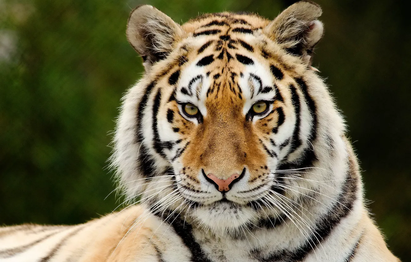 Фото обои взгляд, морда, полоски, тигр, хищник