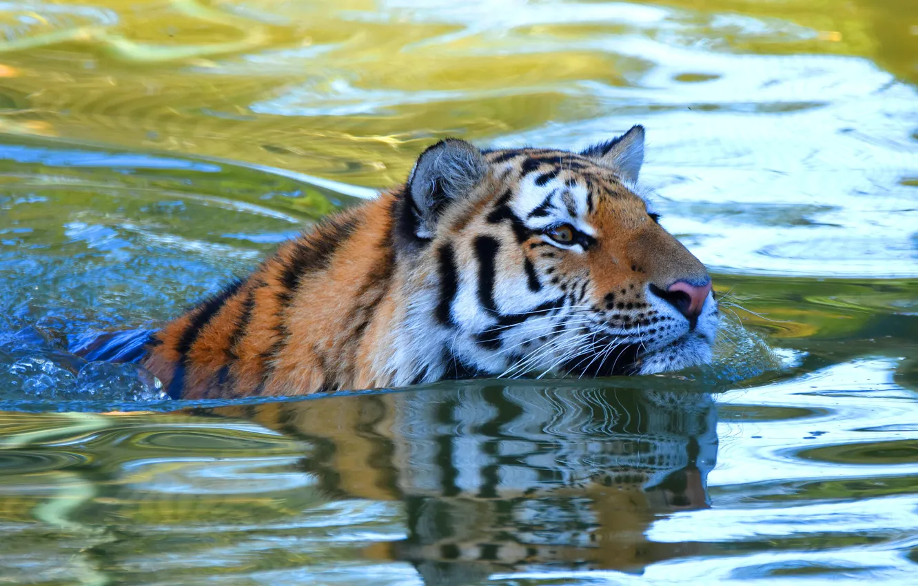 Фото обои взгляд, морда, вода, тигр, купание, водоем, плавание