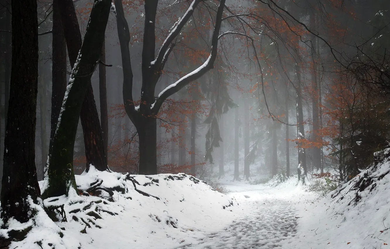 Фото обои зима, лес, природа, туман