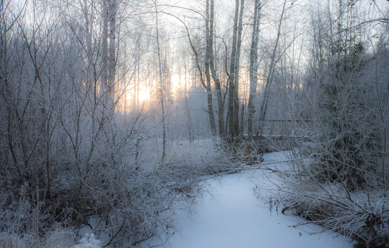 Фото обои зима, иней, лес, свет, снег, деревья, ветки, природа