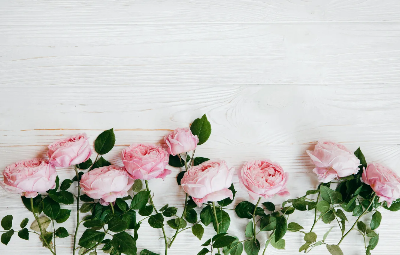 Фото обои белый, фон, розы