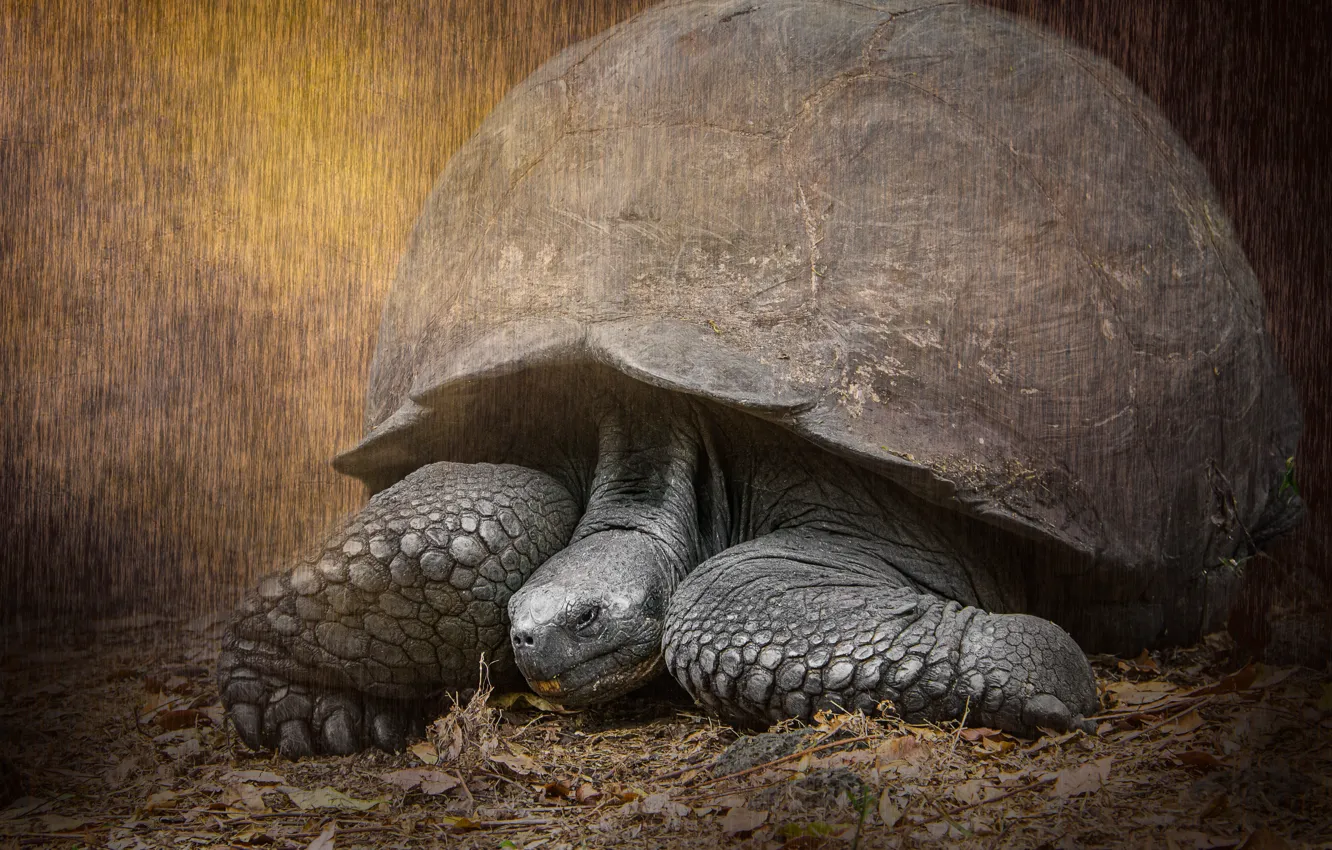Фото обои черепаха, большая, панцирь