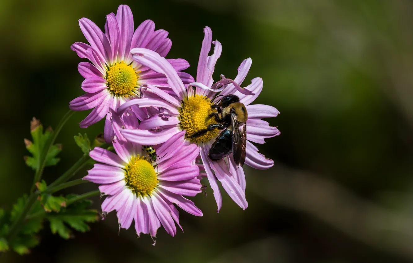 Фото обои цветы, пчела, фон