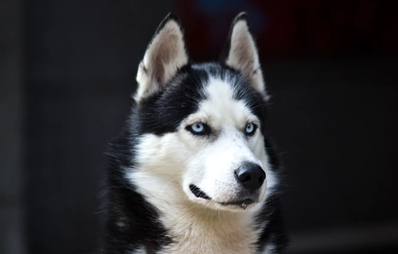 Фото обои white, Dog, black, danger, Husky, cute, Blue eyes