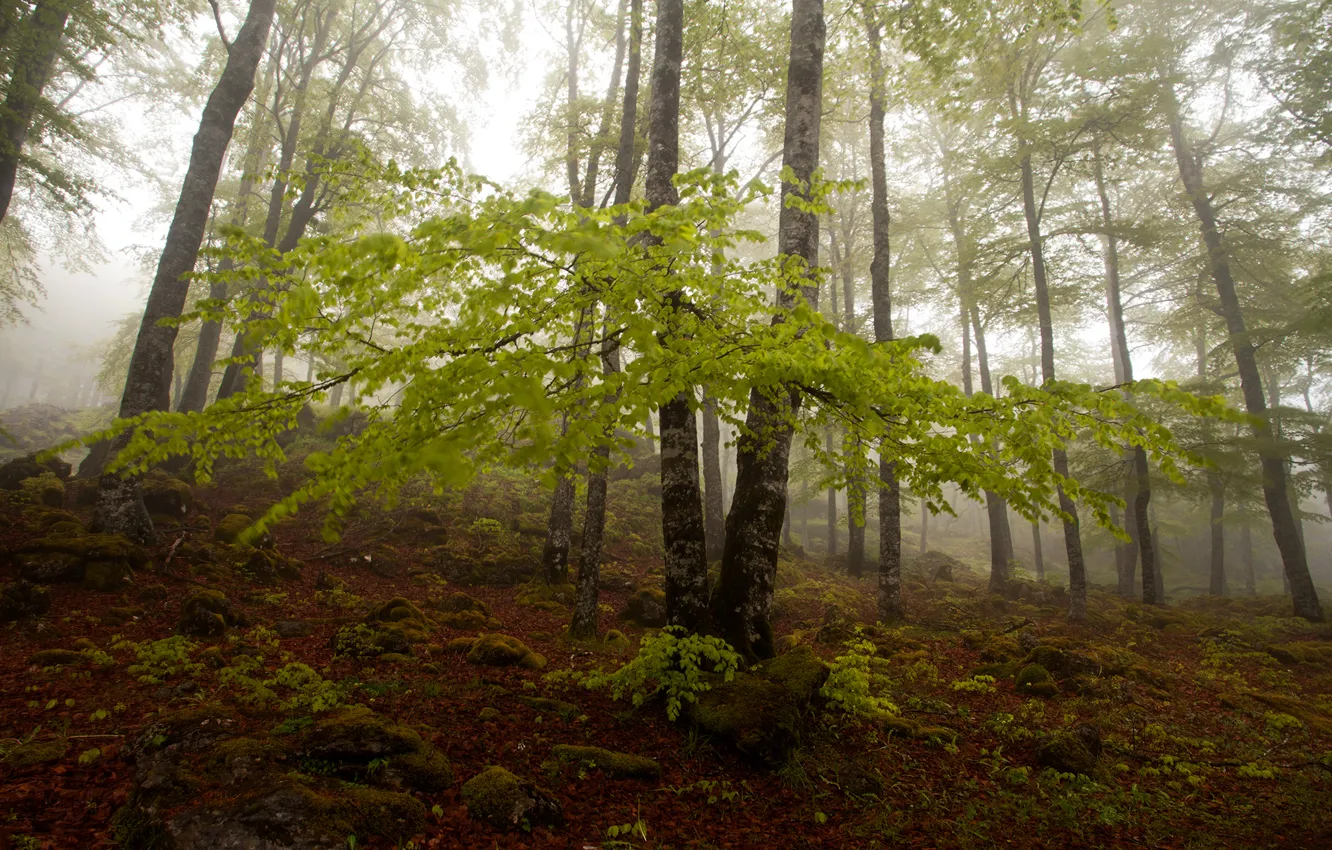 Фото обои осень, лес, деревья, туман, склон