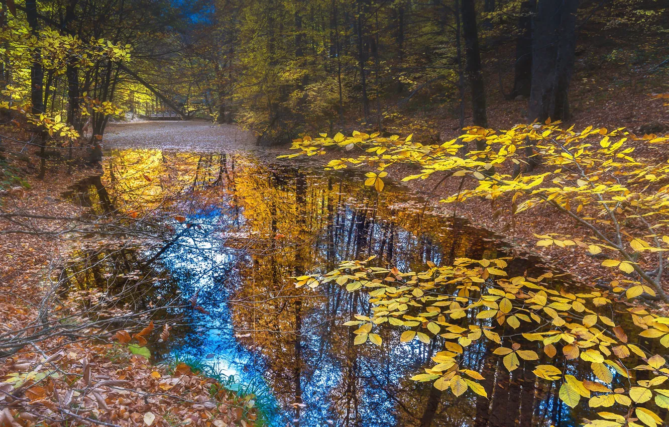 Фото обои осень, лес, небо, листья, вода, деревья, ветки, природа