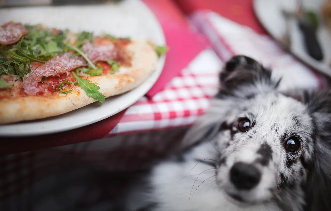 Фото обои собака, пицца, боке, шелти, шетландская овчарка
