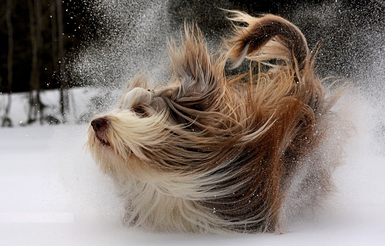 Фото обои зима, снег, движение, собака, прогулка