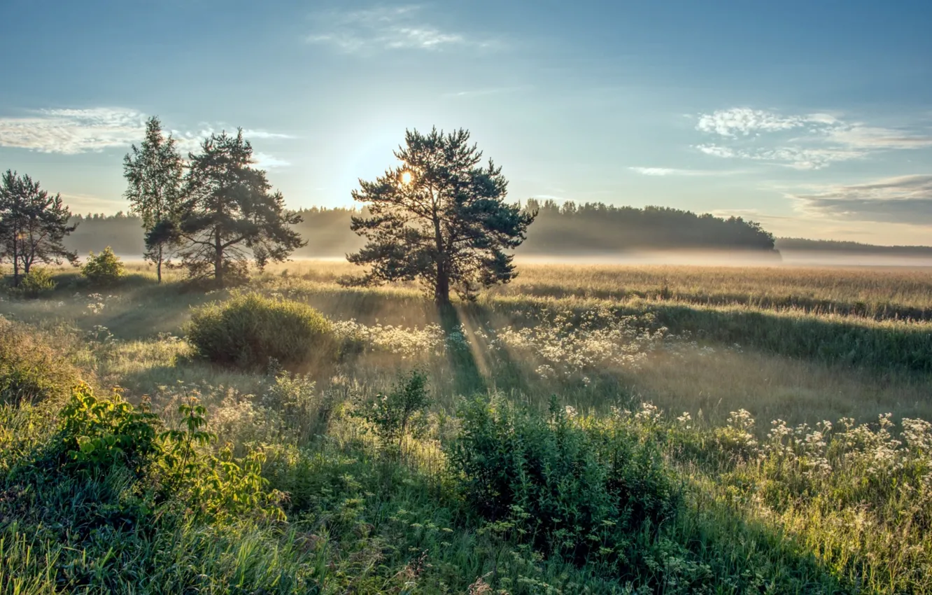 Фото обои солнце, деревья, рассвет, утро