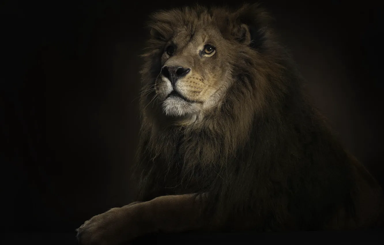 Фото обои лев, 150, царь, освещение