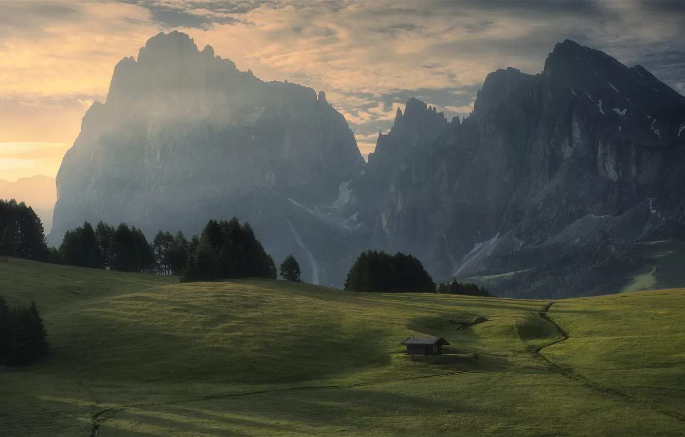 Фото обои поле, лес, облака, горы, туман, вершины, утро, ели