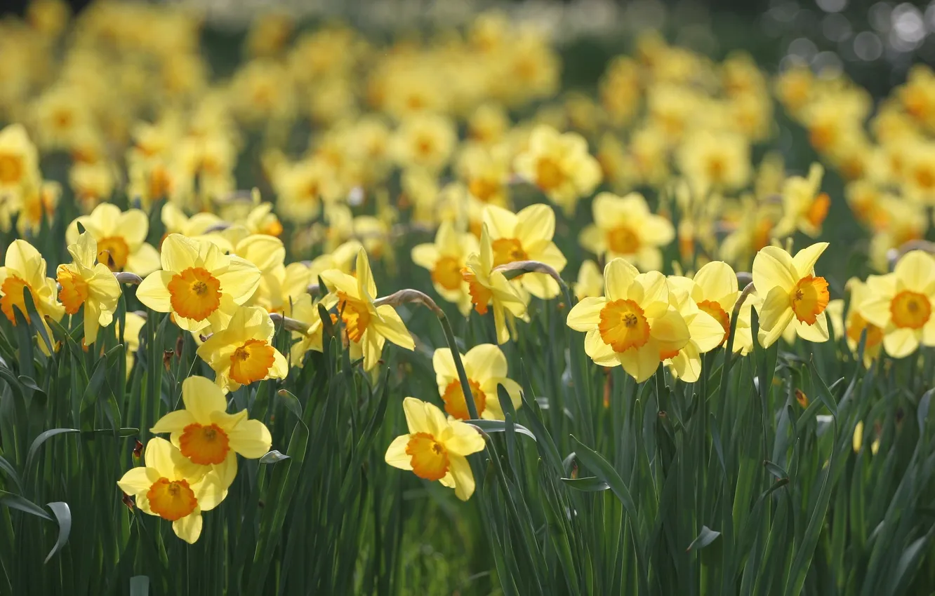 Фото обои макро, цветы, поляна, весна, желтые, нарциссы