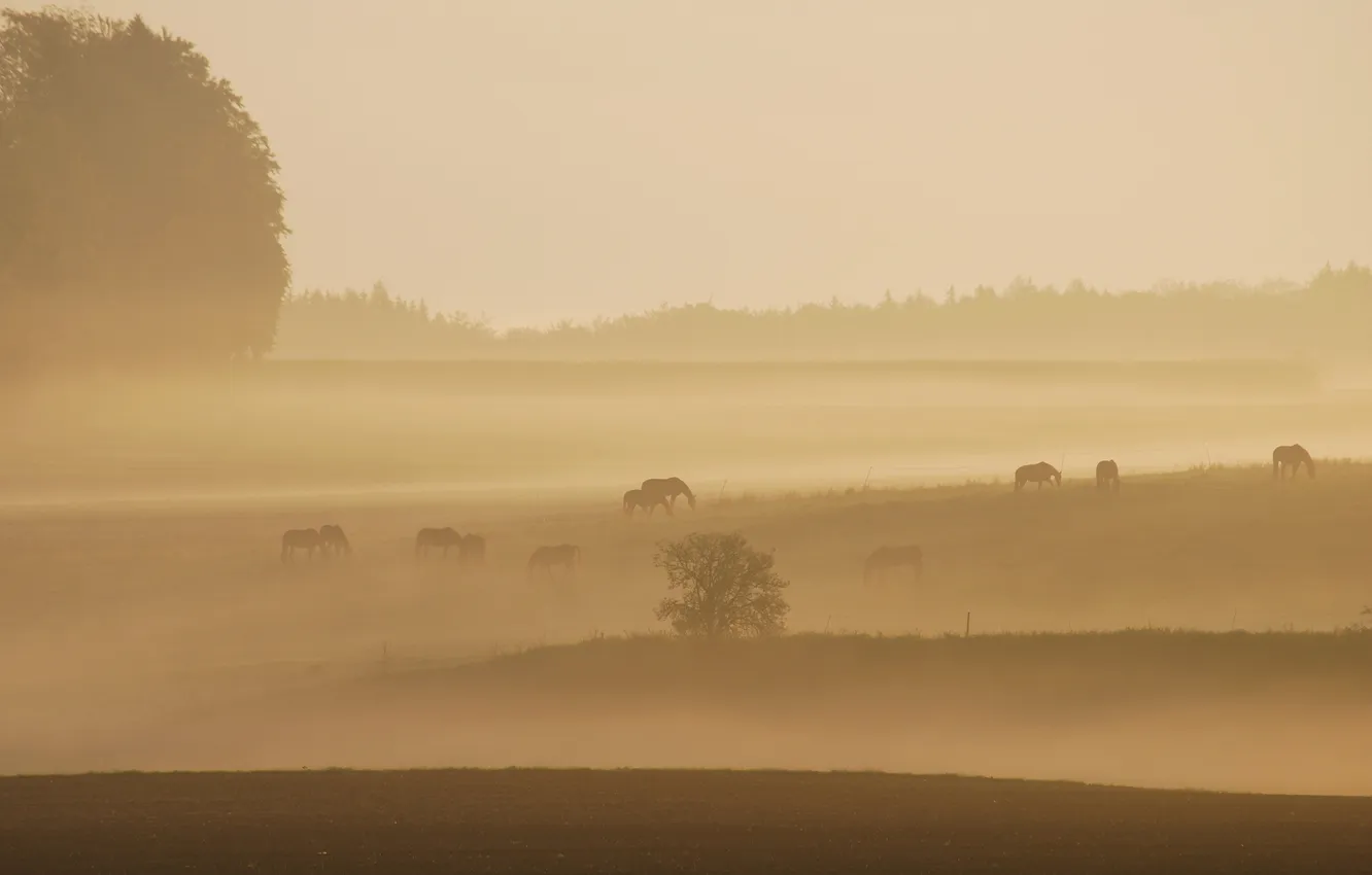 Фото обои поле, природа, туман, кони, утро