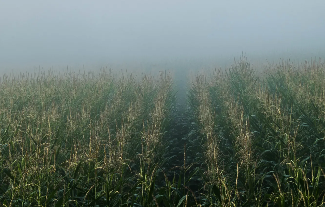 Фото обои field, fog, corn