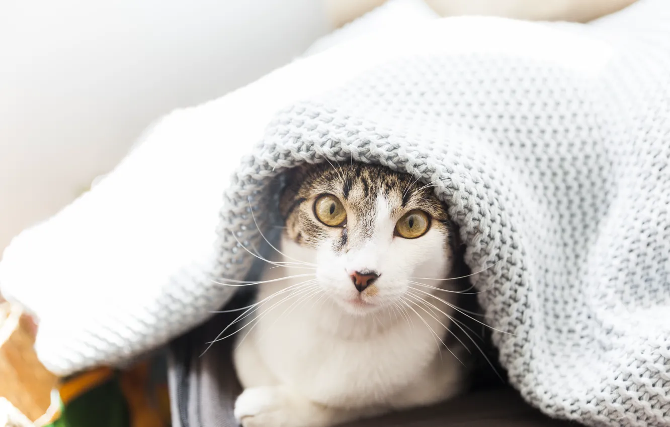 Фото обои кошка, кот, плед