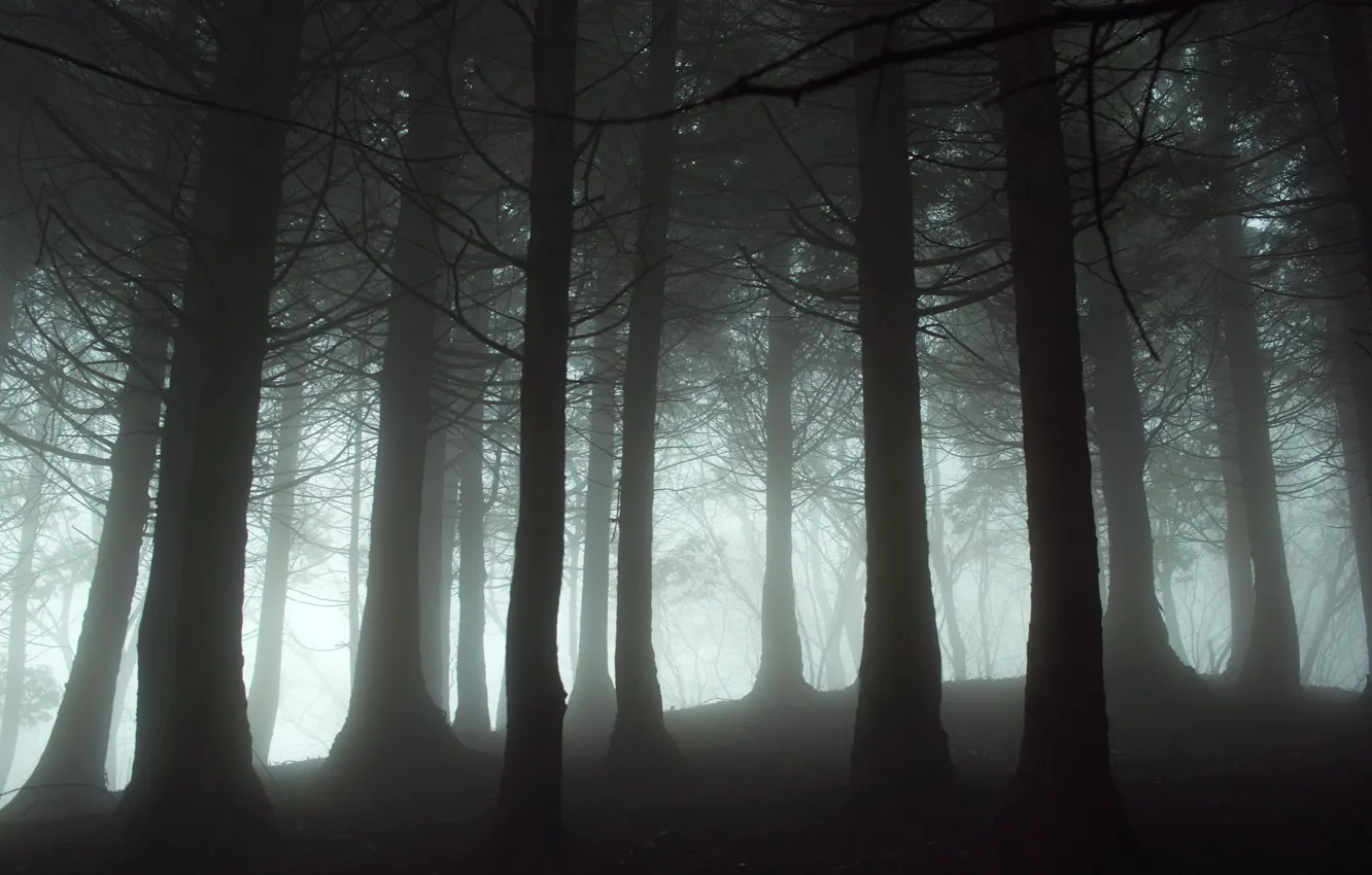 Фото обои лес, свет, природа