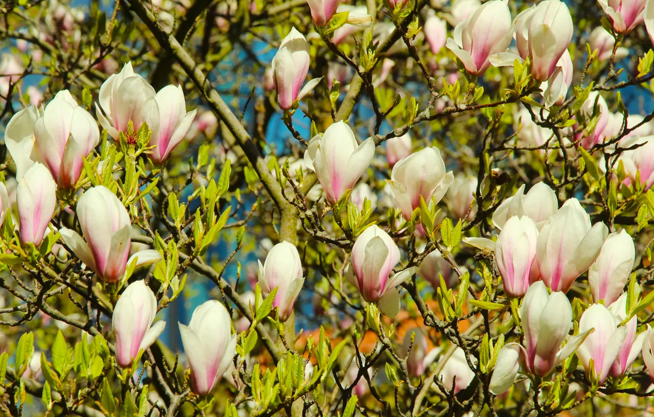 Фото обои spring, magnolia, twig
