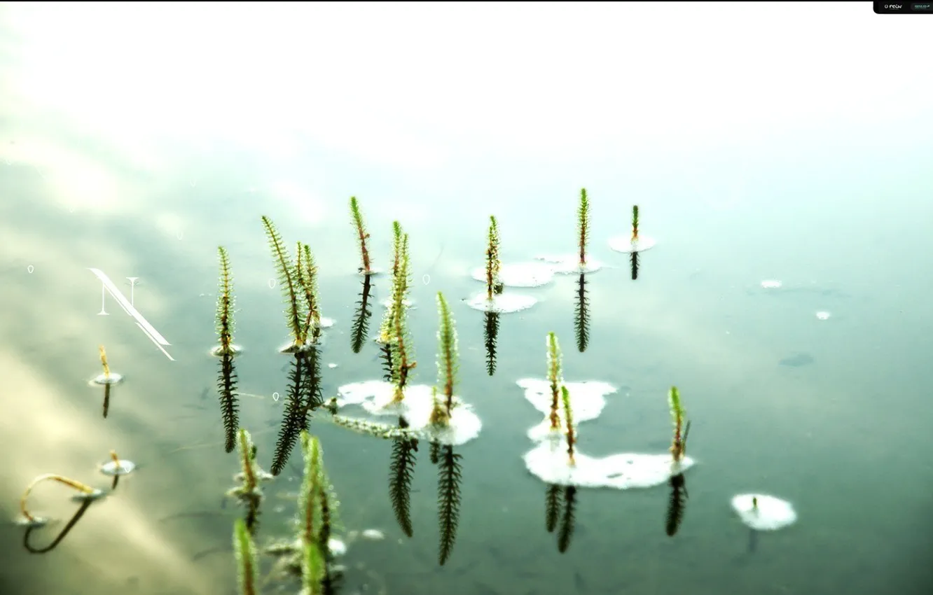 Фото обои вода, пруд, одиночество, настроение, лилии